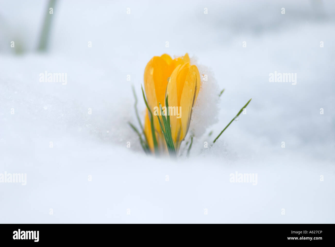 Il croco giallo nella neve Foto Stock