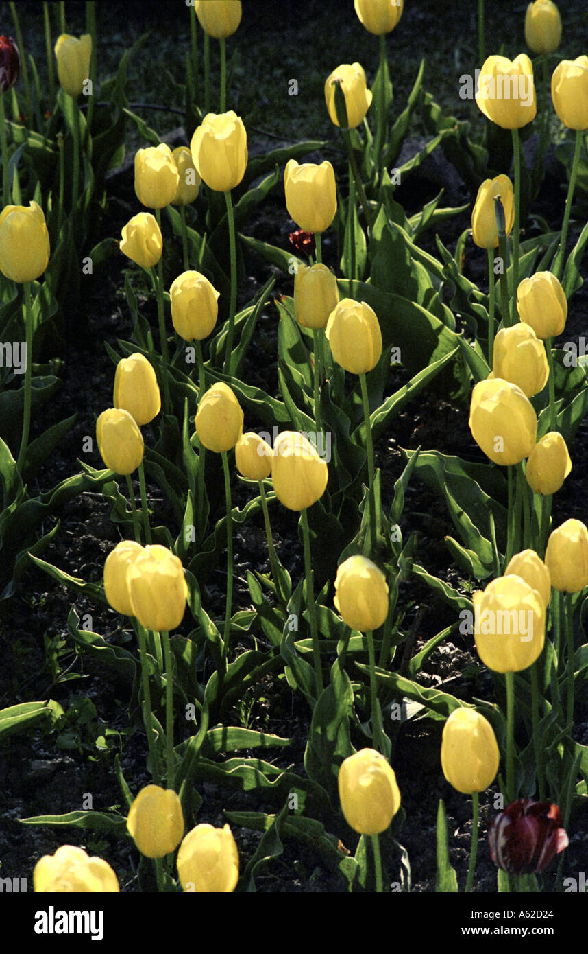 I tulipani Srinagar Kashmir India Foto Stock