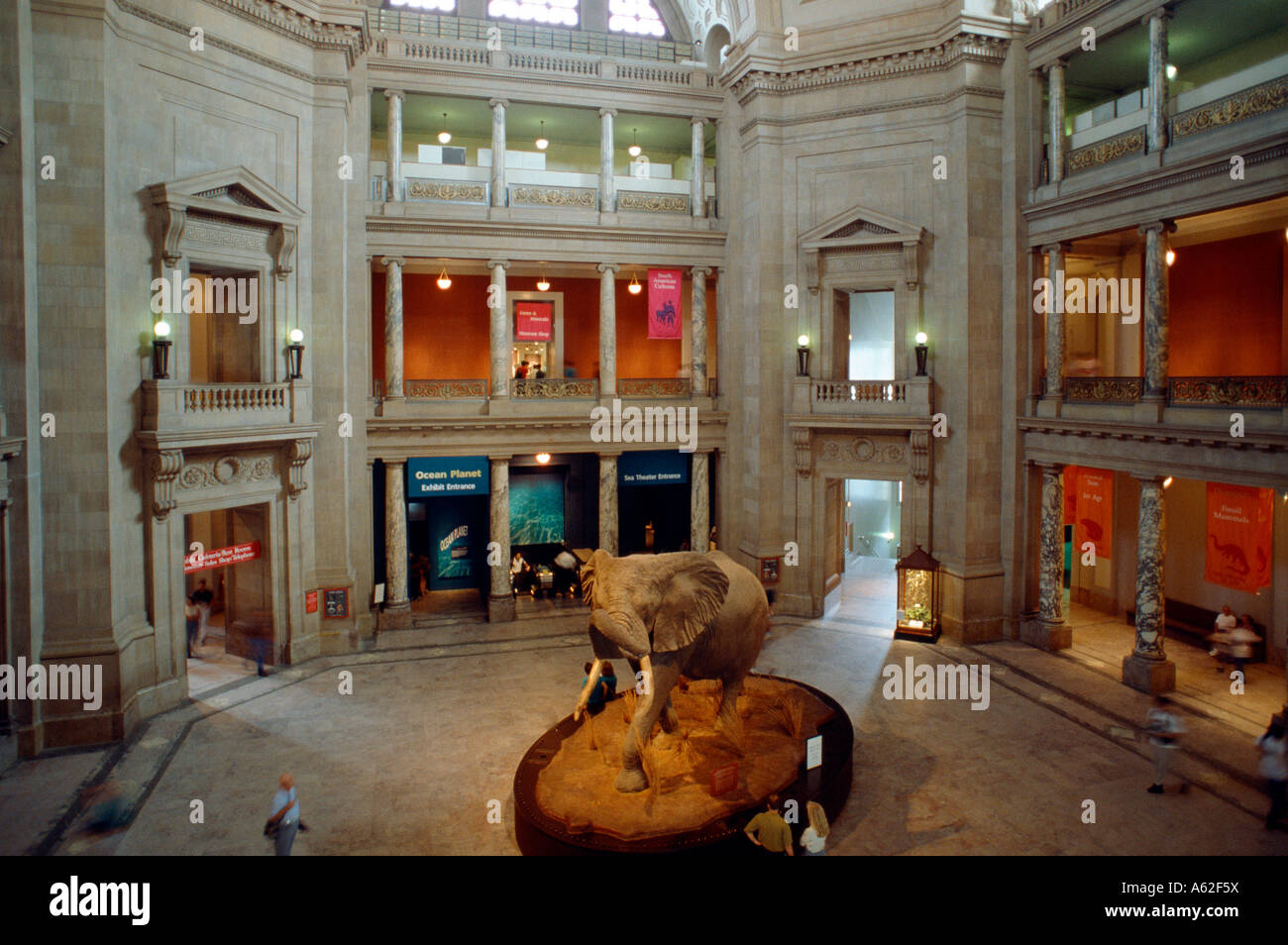 Washington, National History Museum, Exponat Foto Stock