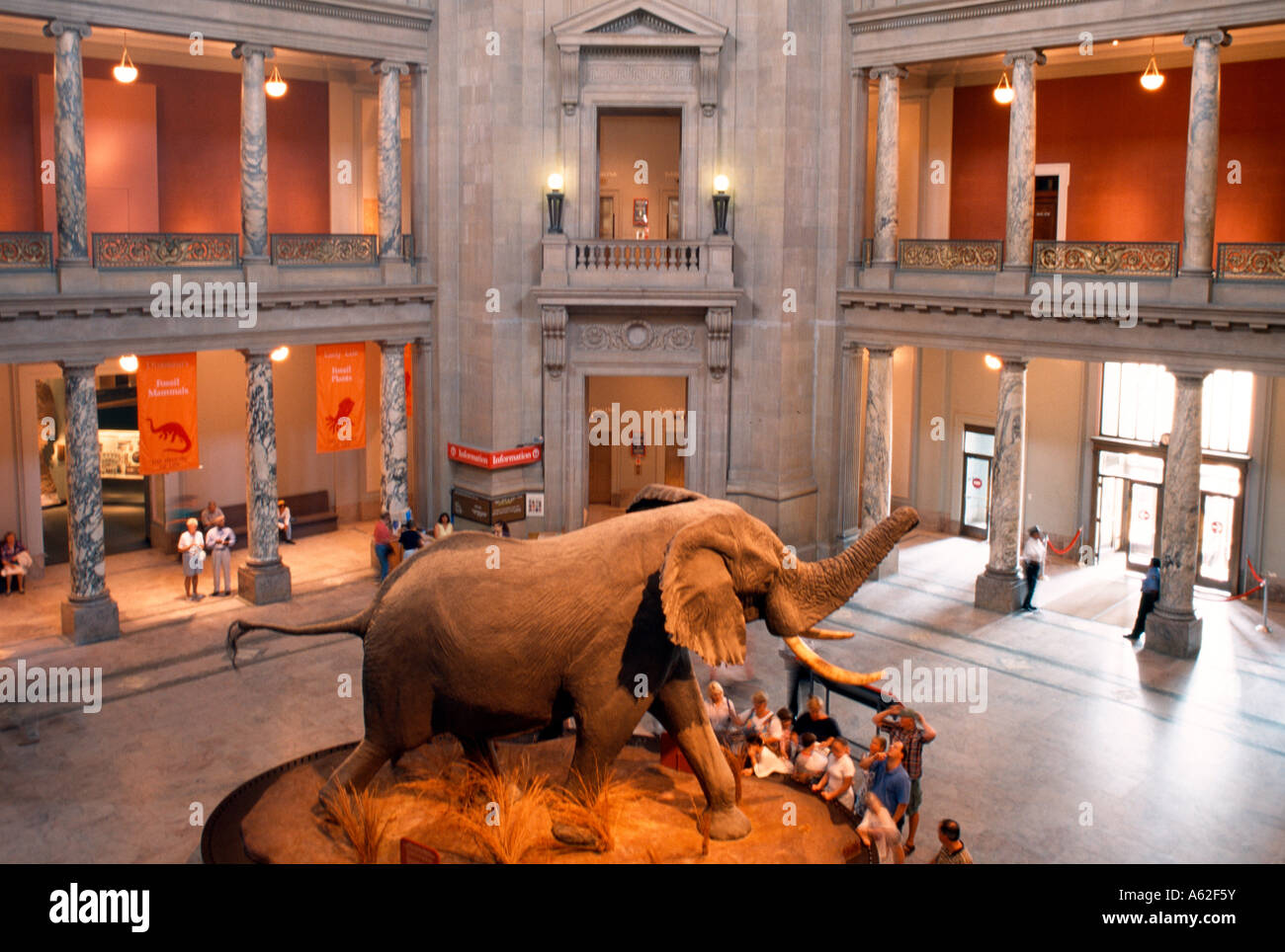 Washington, National History Museum, Exponat Foto Stock