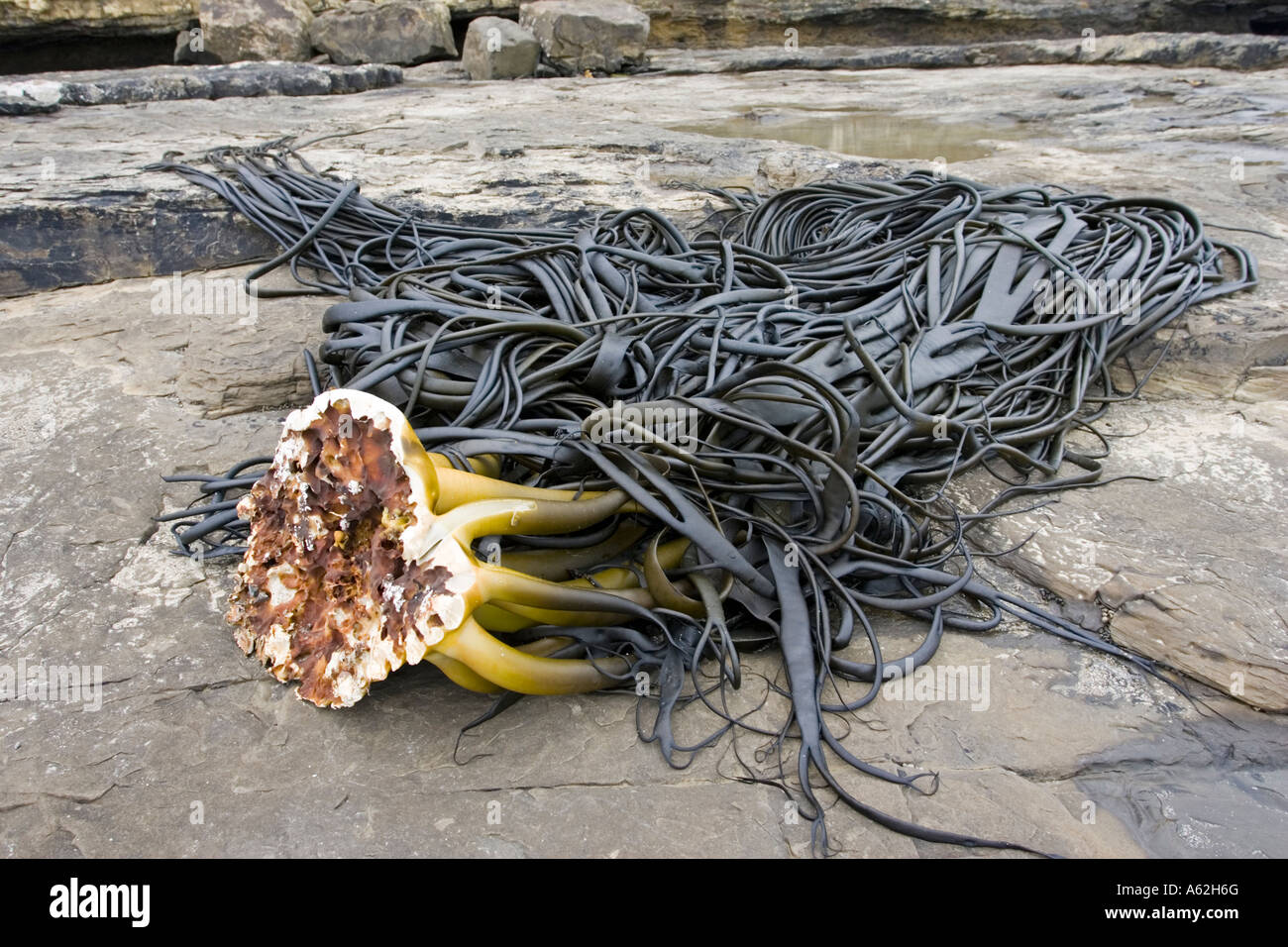 Holdfast o stipe di grandi kelp lavato fino sulla spiaggia della Baia di curiosita' il Catlins Nuova Zelanda Foto Stock