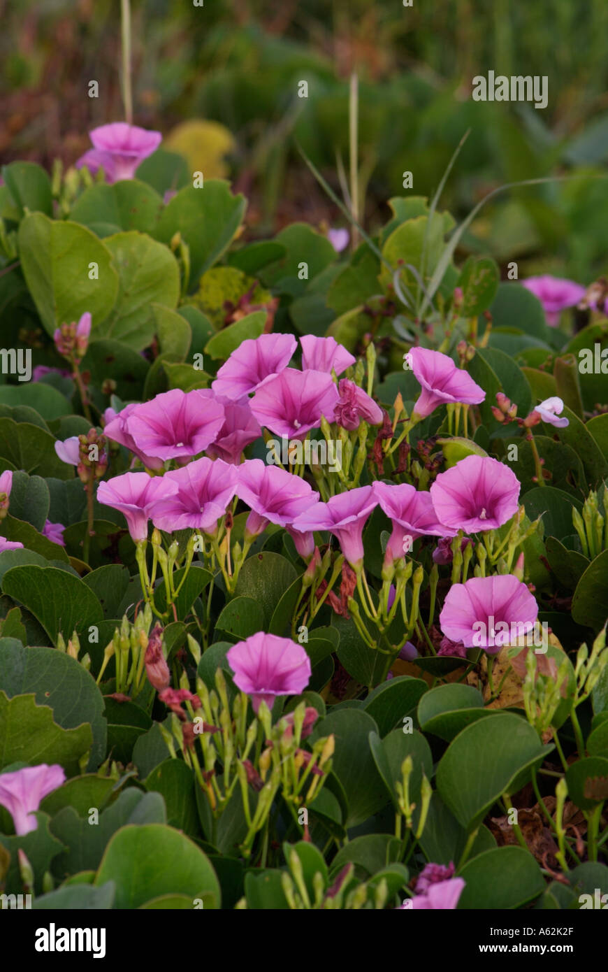 Ferrovia vine Convolvulaceae Ipomoea pes caprae gloria di mattina famiglia anche chiamato pes caprae capre piede sul superriduttore e Foto Stock