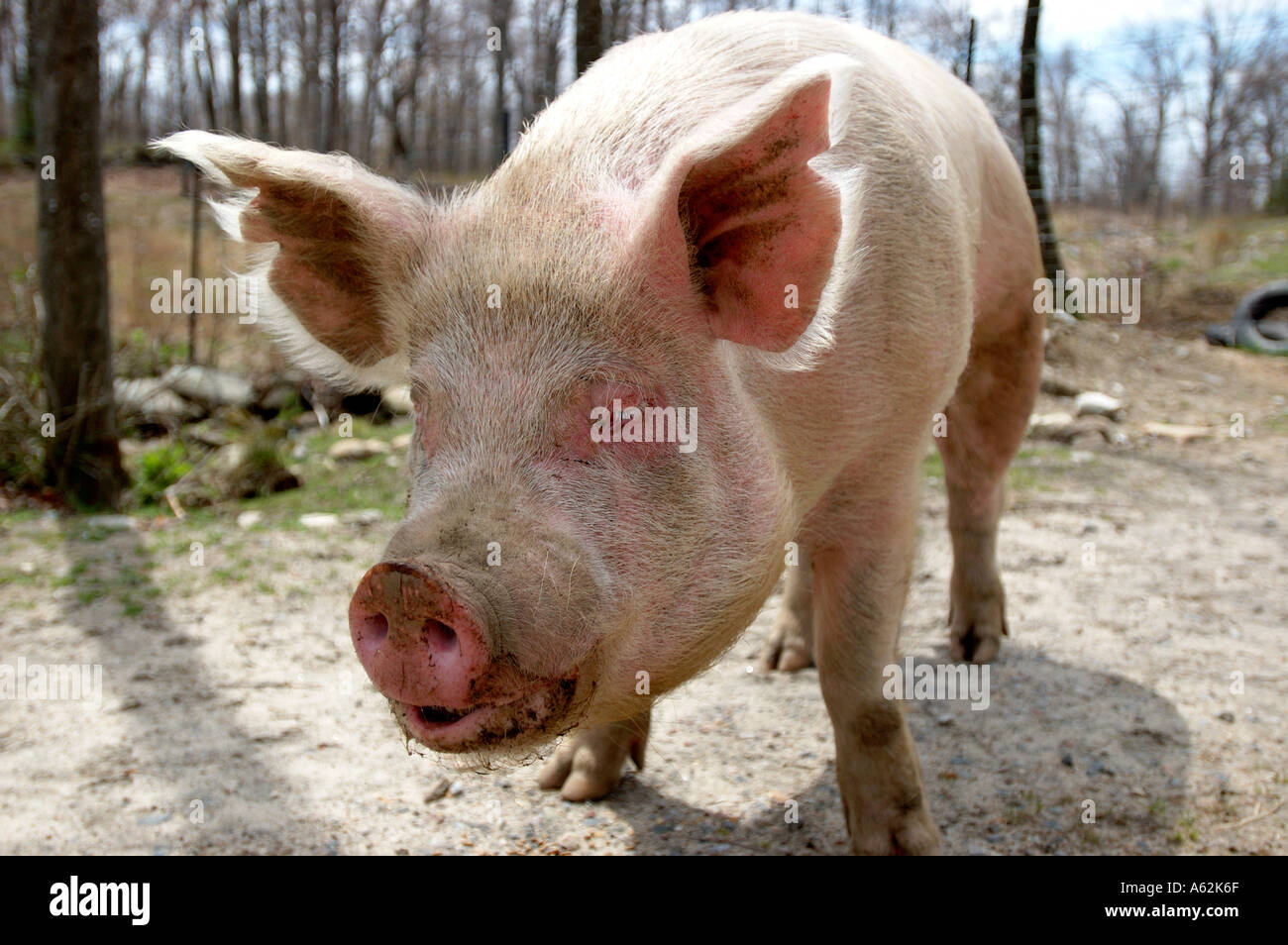 Rosa suino allevamento di animali Suini prosciutto grandi suina big pig maiale animali domestici della specie suina domestica suino Yorkshire hog bestiale snot naso b Foto Stock