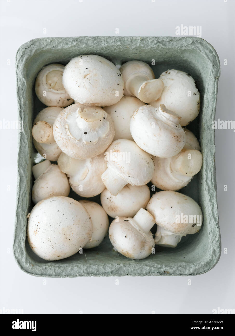 Il pulsante di funghi in scatola biodegradabile shot con professionisti di medio formato digital Foto Stock