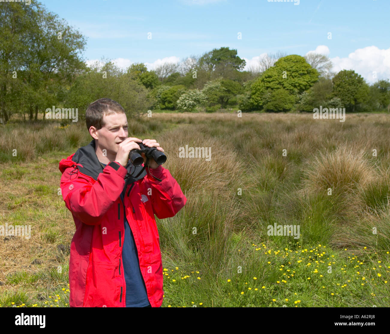 L'uomo birding guardando ad Heysham Moss riserva naturale con la giacca rossa Foto Stock