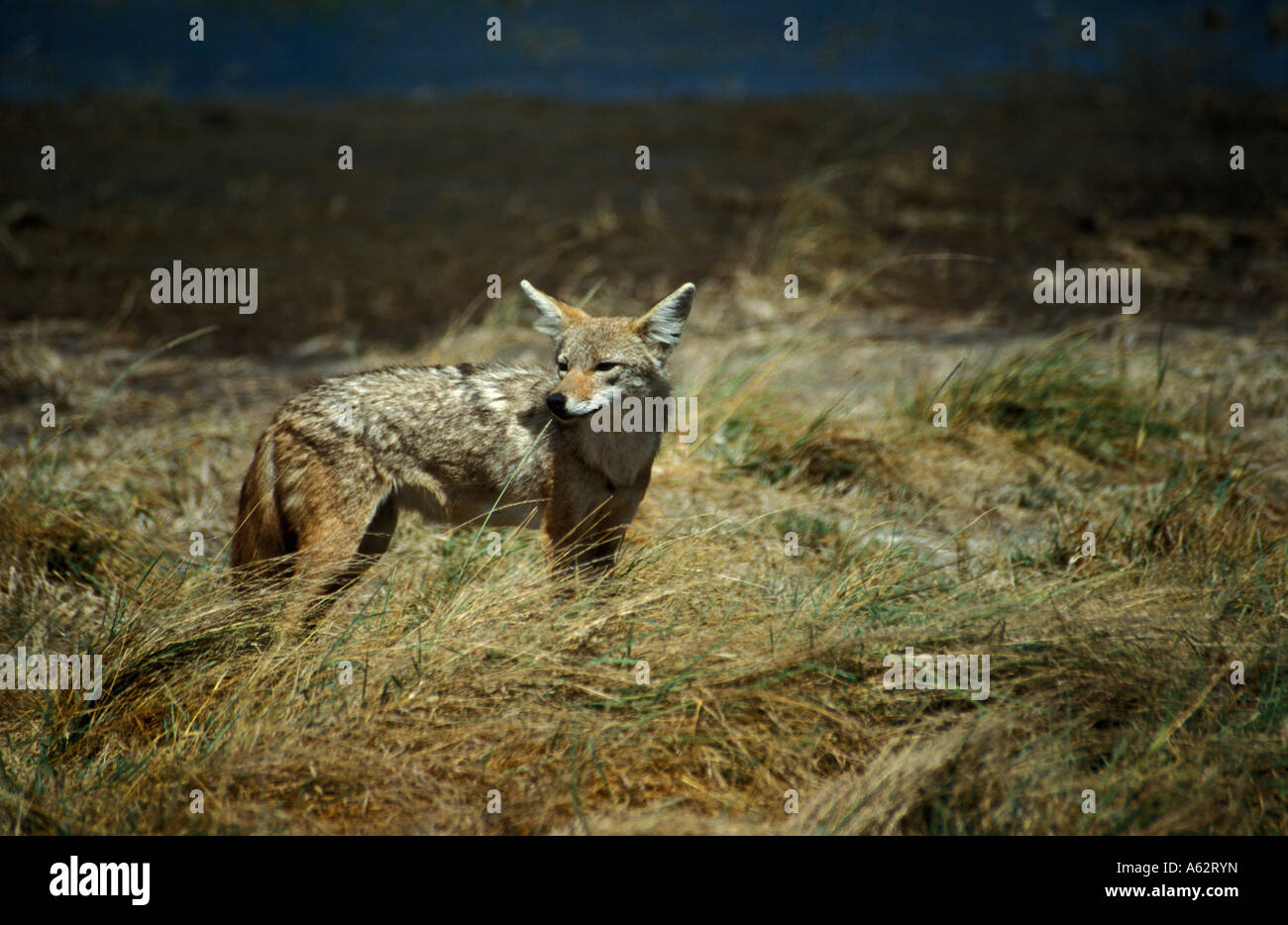 Golden jackal Canis aureus cratere di Ngorongoro Tanzania Foto Stock