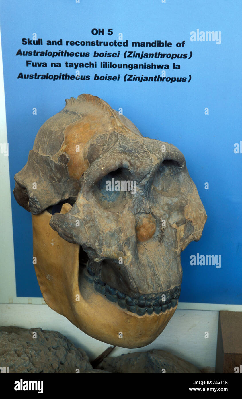 Olduvai Gorge museum Ngorongoro Conservation Area Tanzania Foto Stock