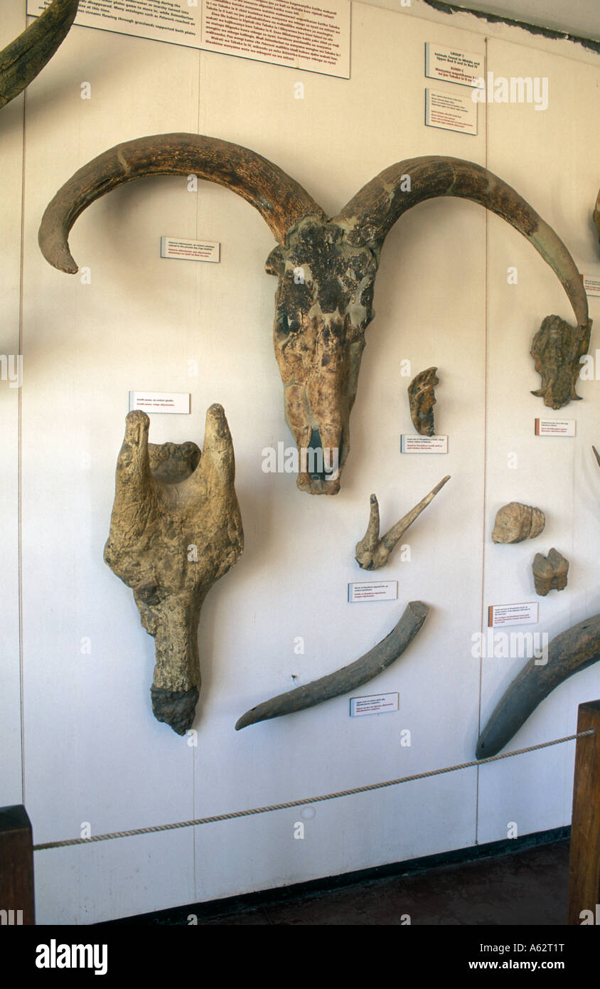 Teschi di animali extict esposta nel museo a Olduvai Gorge Ngorongoro Conservation Area Tanzania Foto Stock