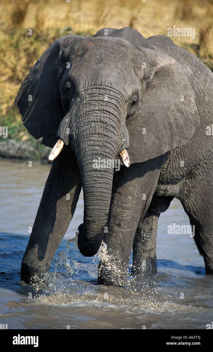 Savana elefante Loxodonto potabile africana africana Katavi National Park in Tanzania Foto Stock