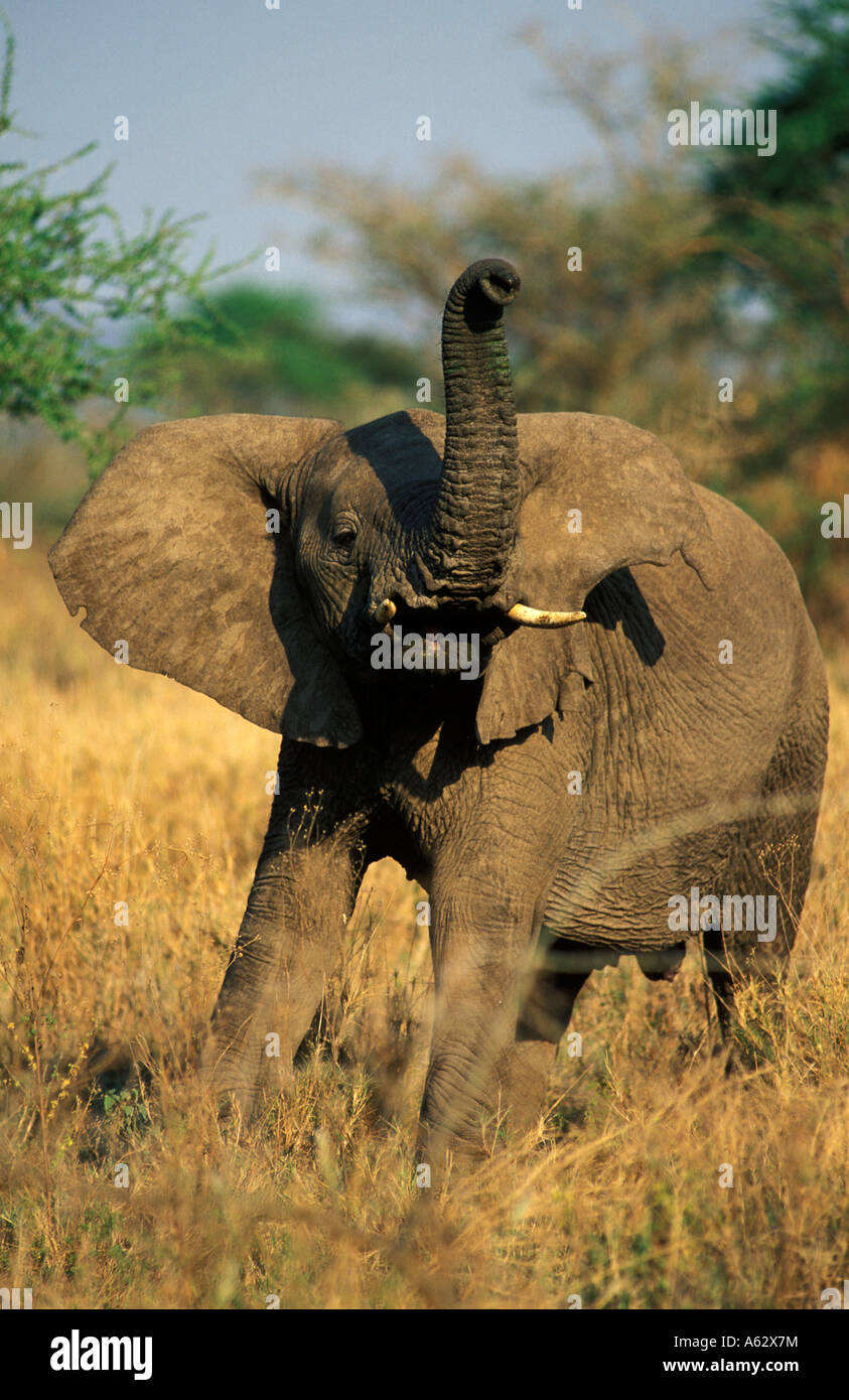 Savana elephant Loxodonto africana africana Serengeti National Park in Tanzania Foto Stock