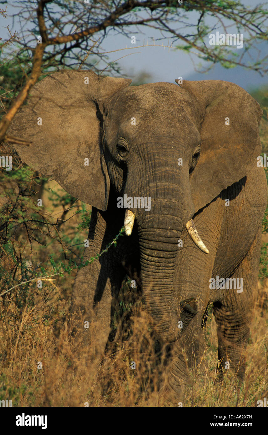 Savana elephant Loxodonto africana africana Serengeti National Park in Tanzania Foto Stock