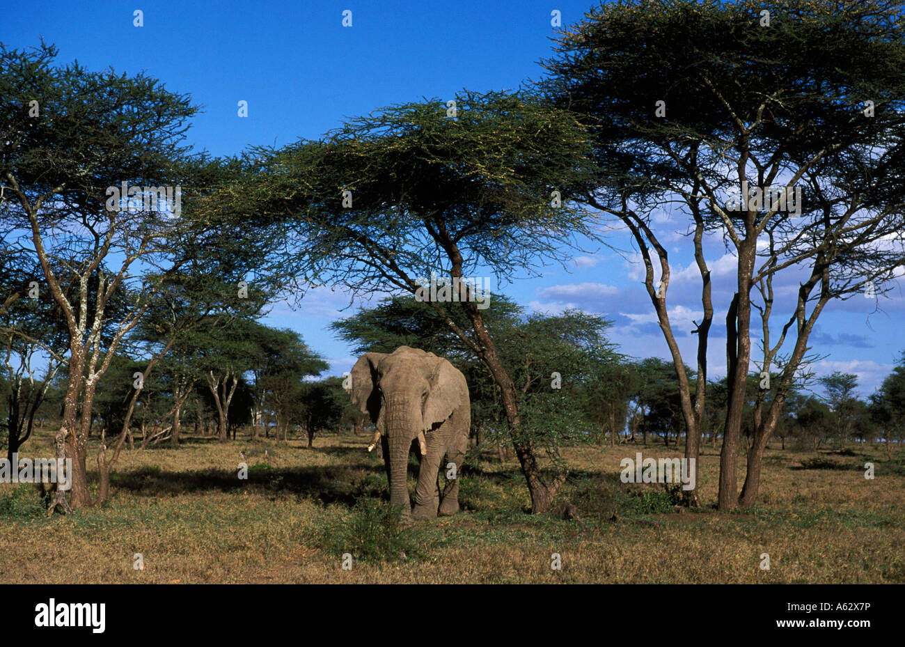 Savana elephant Loxodonto africana africana Serengeti National Park in Tanzania Foto Stock