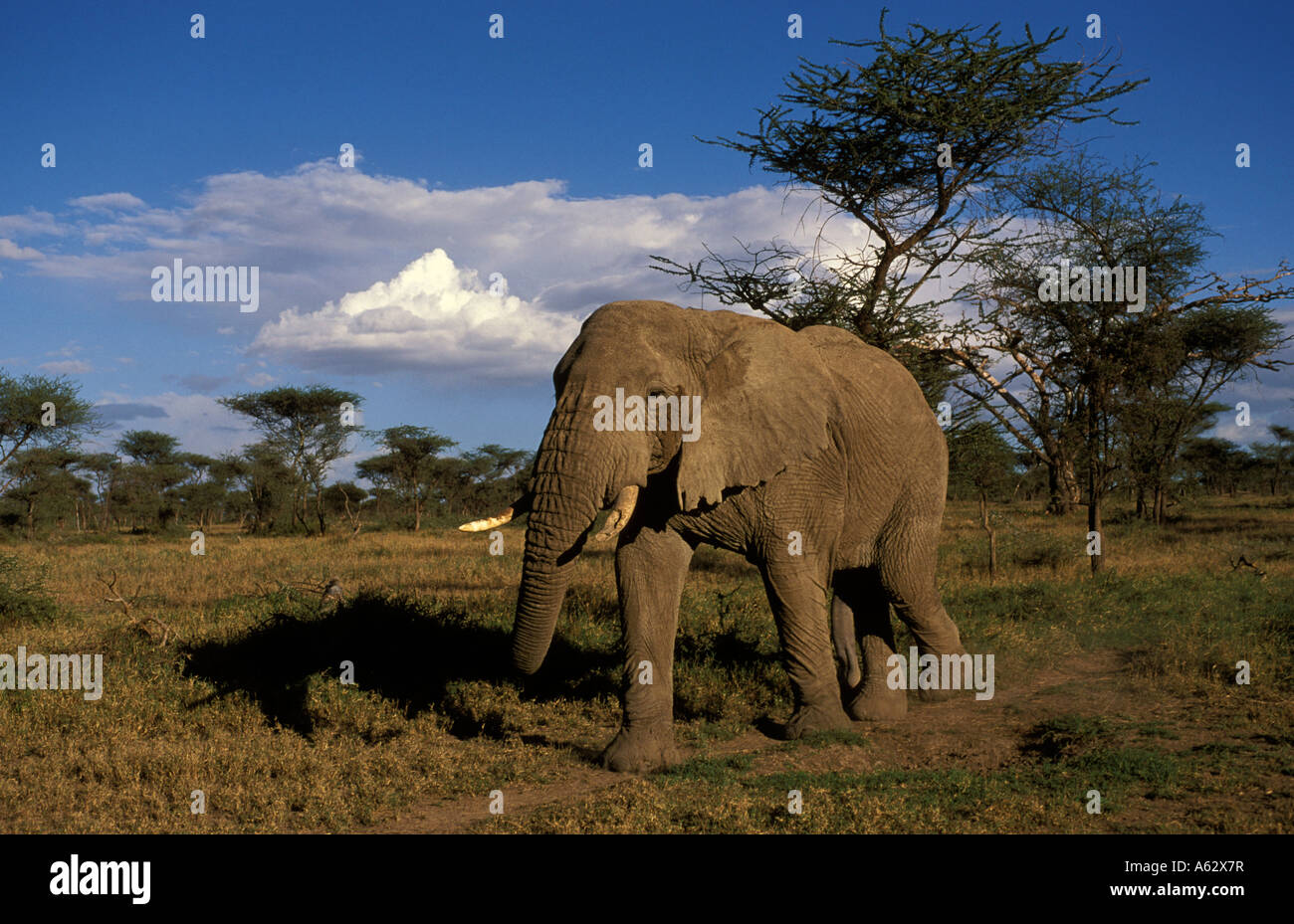 Savana elephant Loxodonto africana africana Serengeti National Park in Tanzania Foto Stock