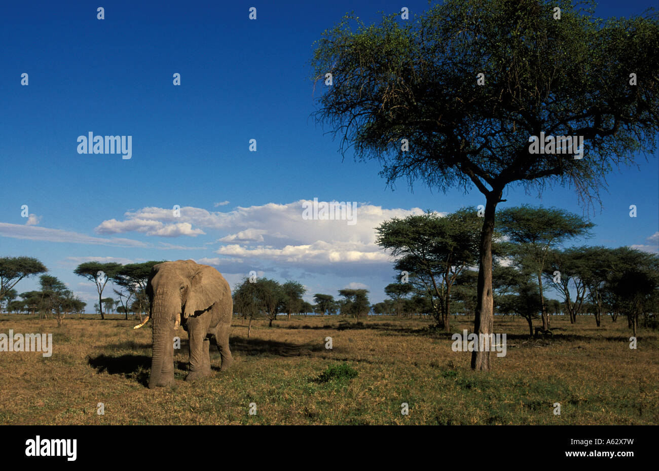 Savana elephant Loxodonto africana africana Serengeti National Park in Tanzania Foto Stock
