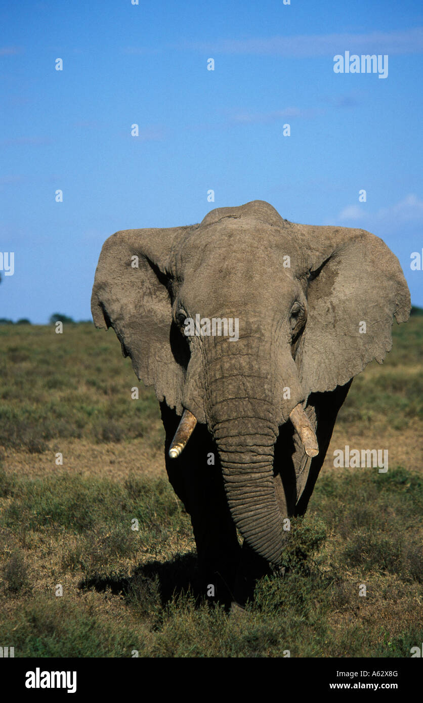 Savana elephant Loxodonto africana africana Serengeti National Park in Tanzania Foto Stock