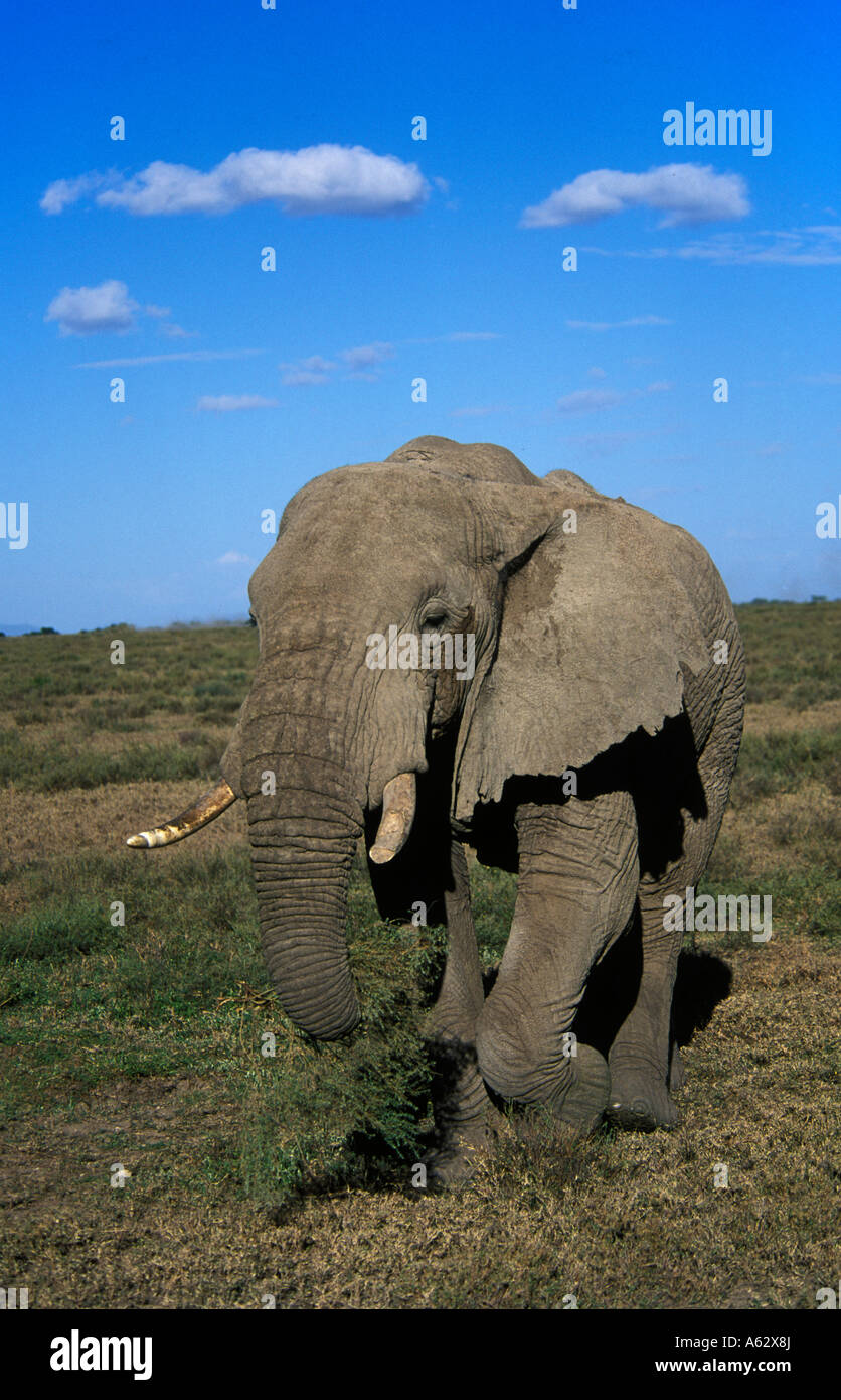 Savana elephant Loxodonto africana africana Serengeti National Park in Tanzania Foto Stock