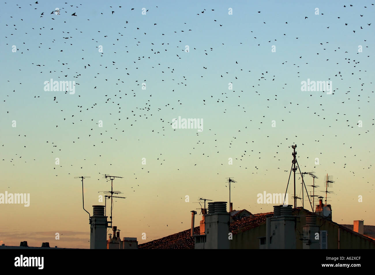 Stormo di rondini volare sopra i tetti al tramonto durante l'autunno. Foto Stock