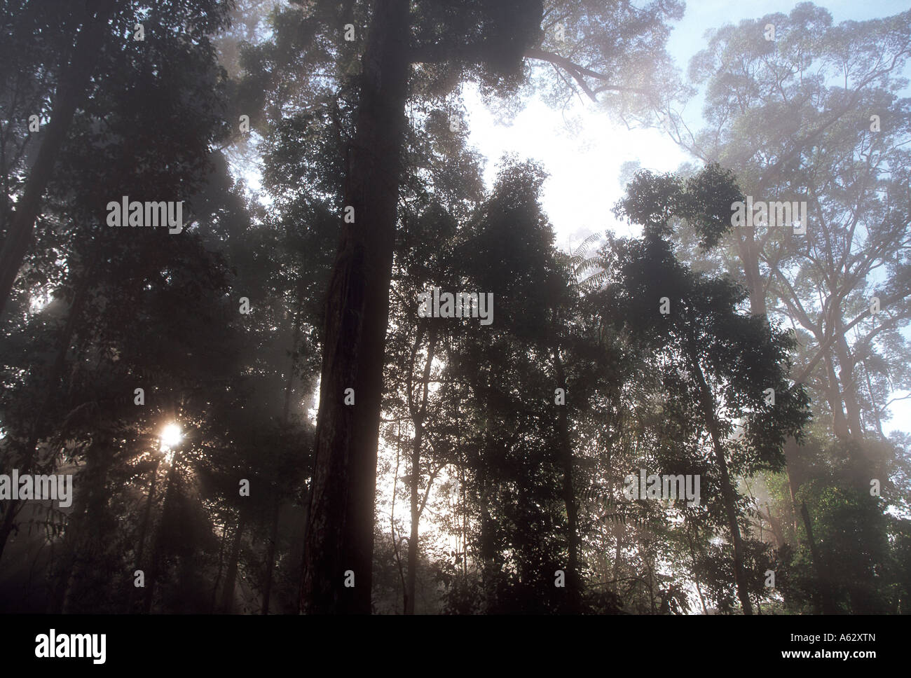 Sun bruciare attraverso la nebbia in un dipterocarp malese foresta pluviale nel nord della Malaysia Foto Stock