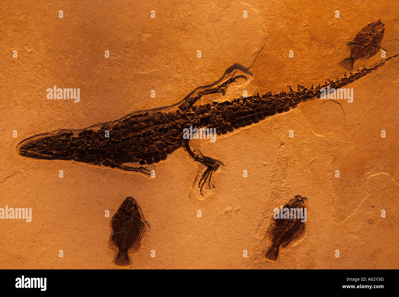 Il Coccodrillo fossile specie sconosciute e pesci fossili Pliops Green River formazione Wyoming Foto Stock