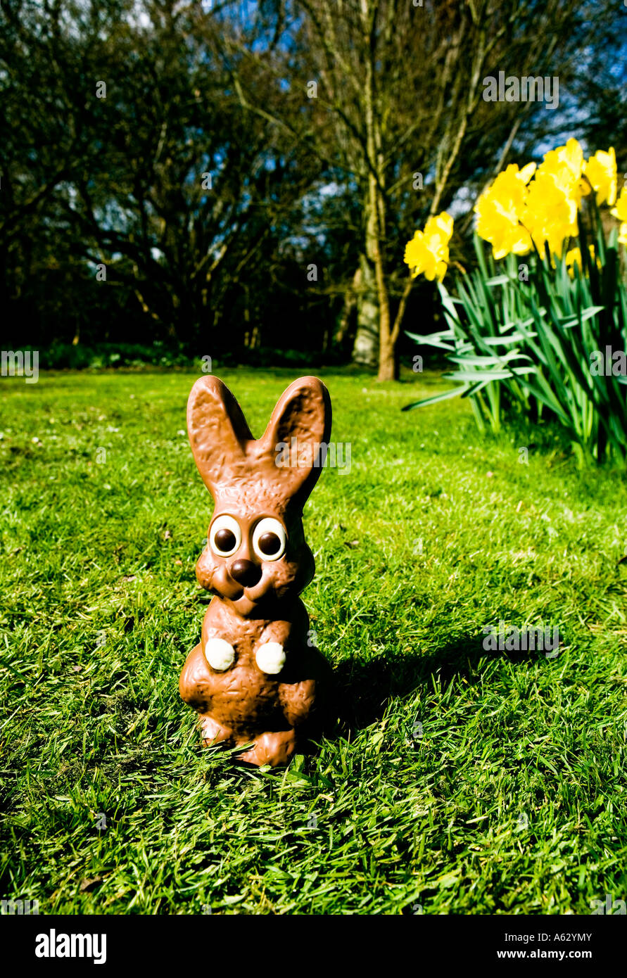 Coniglio Chocotale Foto Stock