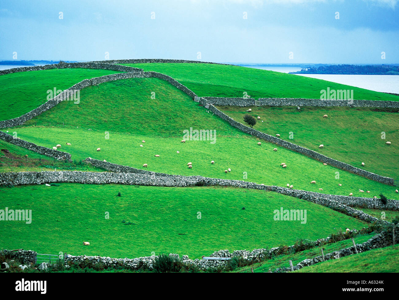 Piccolo verde pascolo di campi in Irlanda nel paesaggio incontaminato Foto Stock