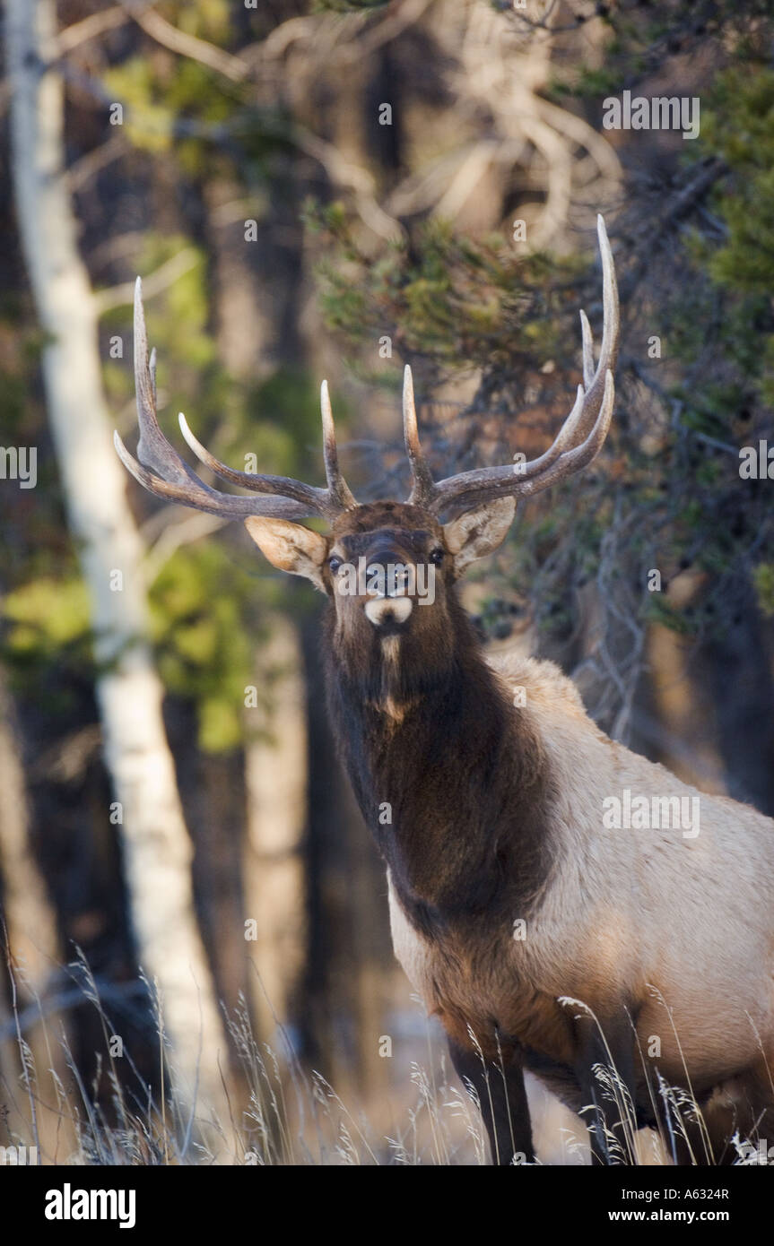 Bull Elk cercando con cautela Foto Stock