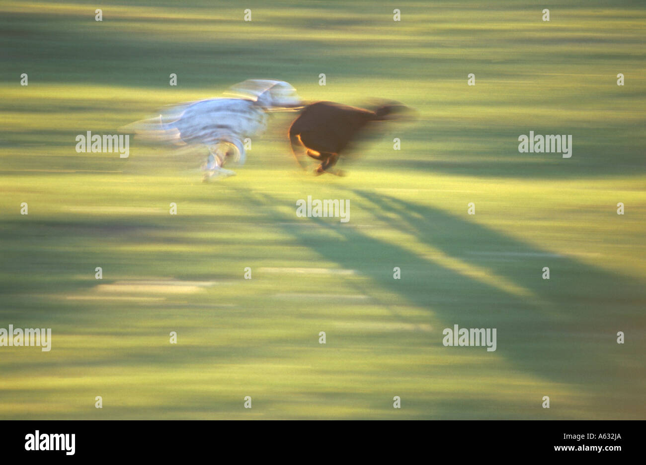 Due cani in esecuzione nel campo Foto Stock