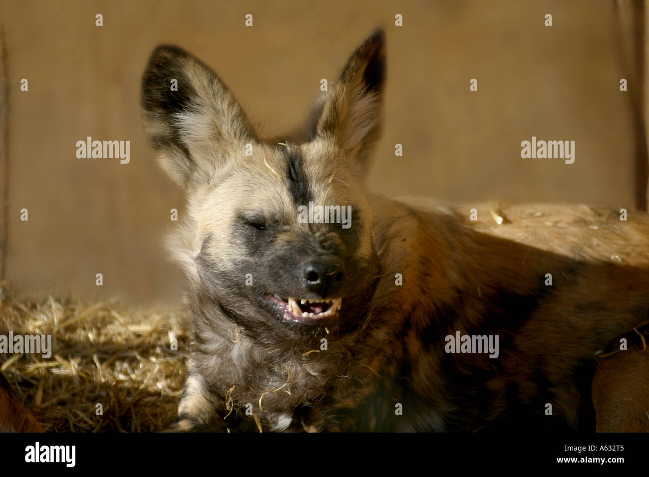 Cani selvatici dell Africa Foto Stock