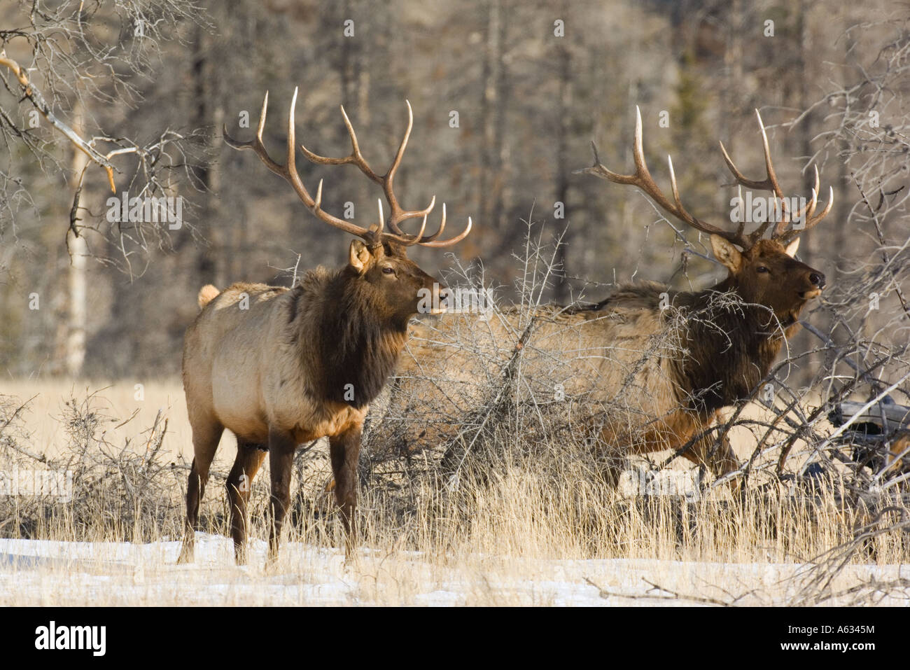 Bull Elk esecuzione di distanza Foto Stock