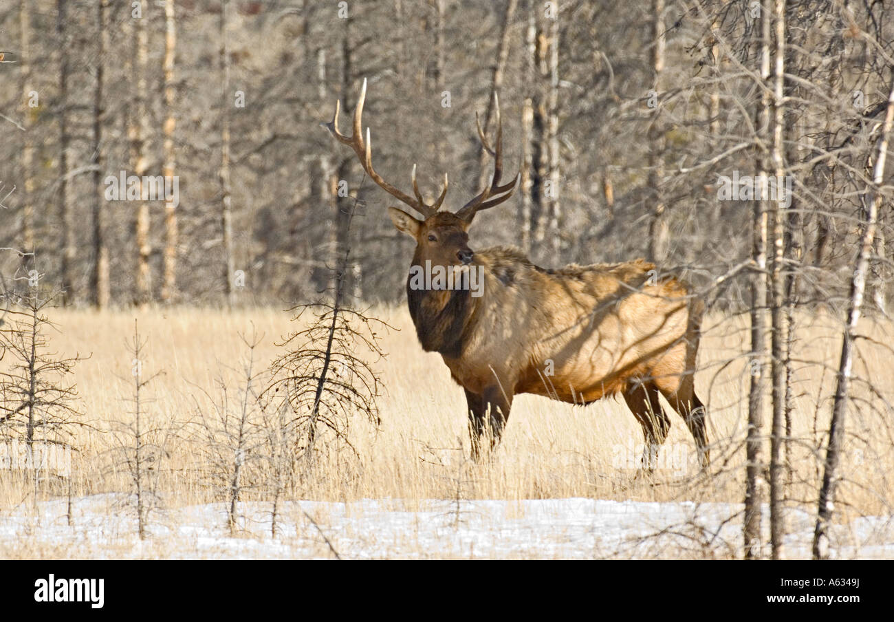 Un solitario alci del Bull Foto Stock