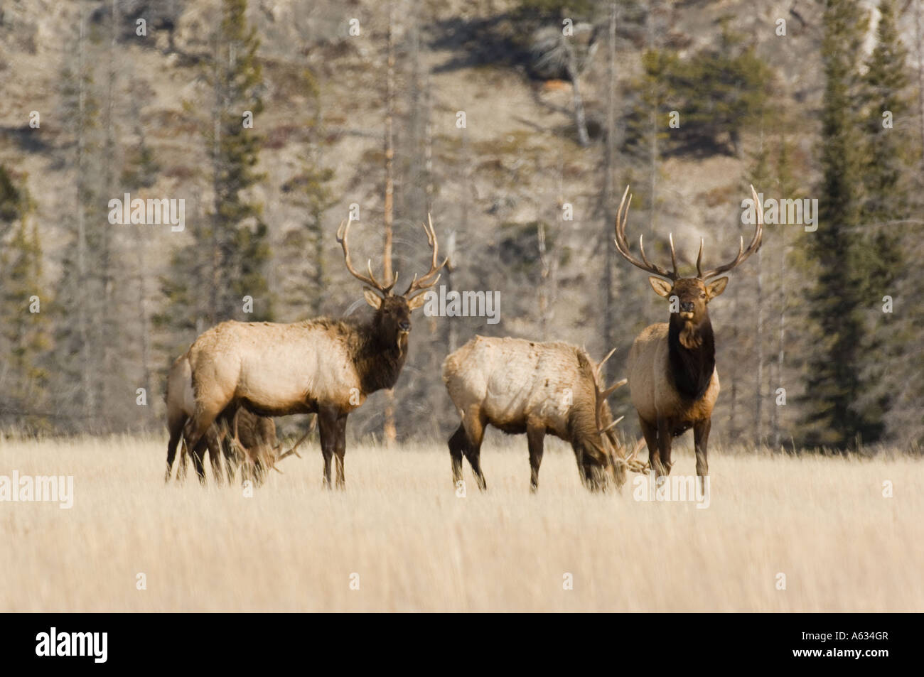 Bull Elk rovistando in un campo. Foto Stock