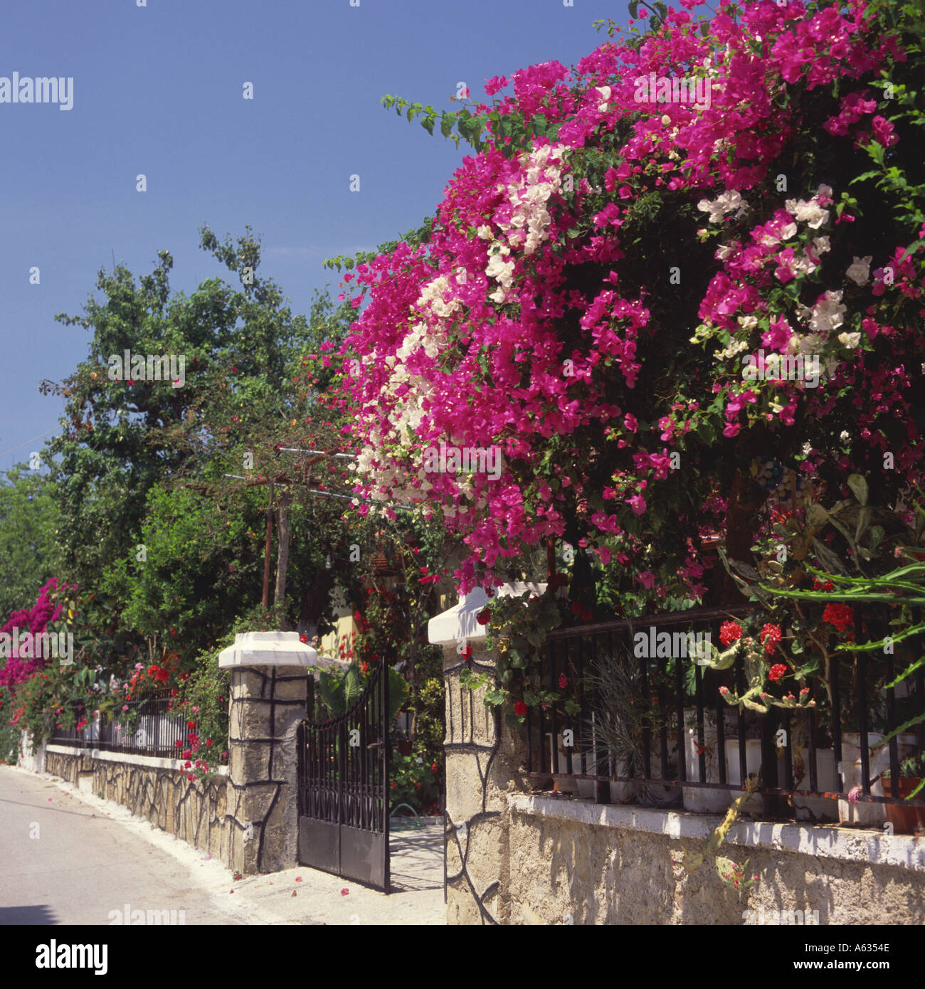 Grandi cespugli di bouganville giardino pensile muri e recinzione in Ano Gerakari villaggio centrale isola di Zante Le Isole greche Foto Stock