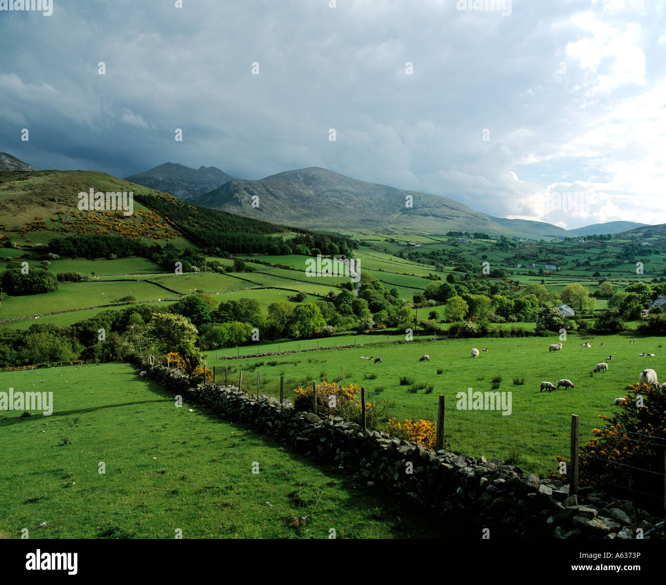 Irlanda, County Tyrone, sperrin mountain piccoli campi verdi con pecore al pascolo in Irlanda landscaspe incontaminata, la bellezza della natura, Foto Stock