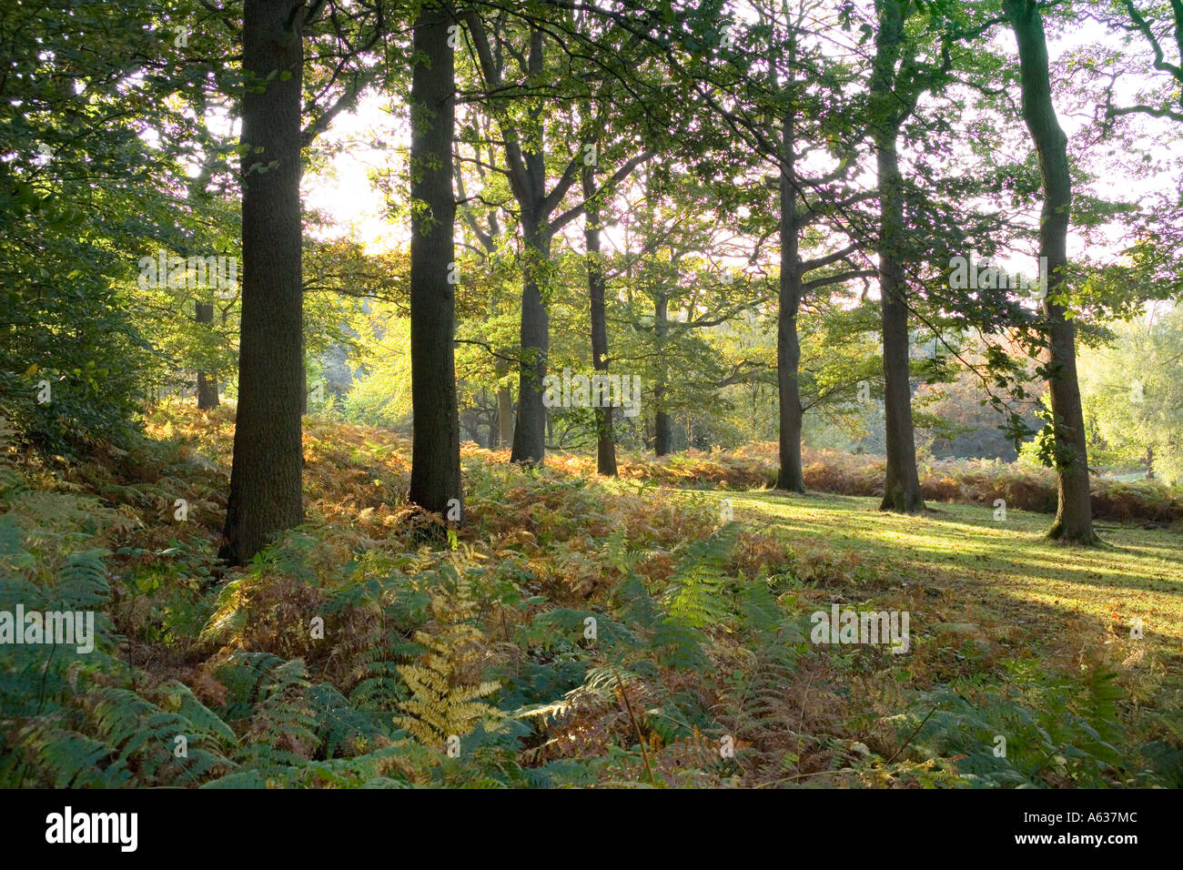 In autunno la Foresta di Dean a Beechenhurst, Gloucestershire Foto Stock
