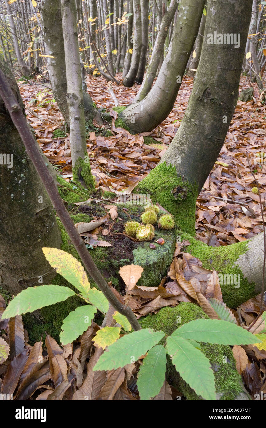 Sweet Chestnut ceduo nella Foresta di Dean a Beechenhurst, Gloucestershire Foto Stock