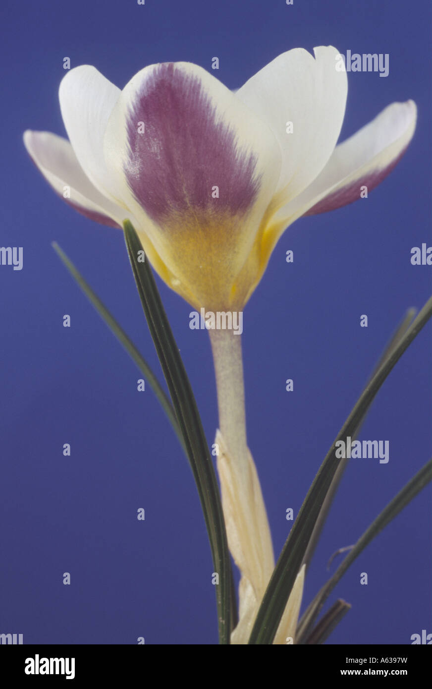 Crocus crisante 'Blue Bird Close up viola-blu e crocus bianco con semplice sfondo blu. Foto Stock
