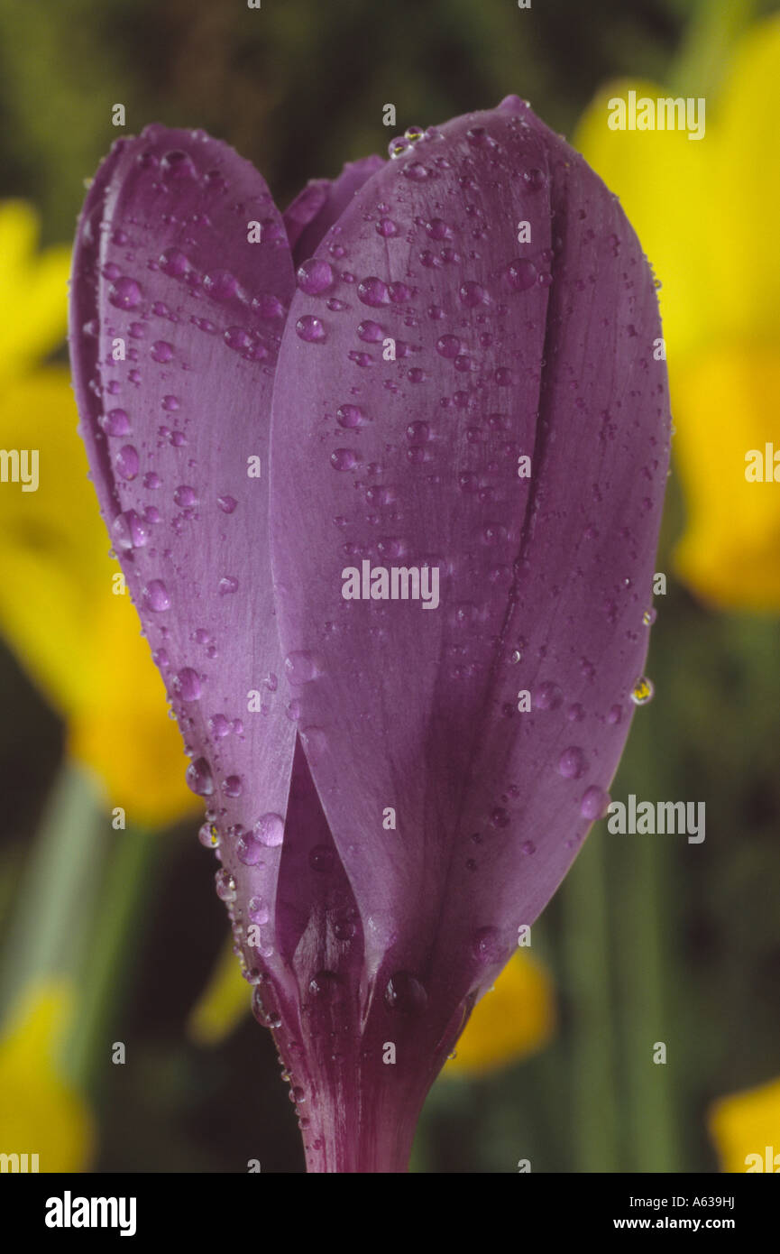 Crocus vernus "Fiore Record' (Olandese crocus) Close up viola crocus con gocce d'acqua Foto Stock