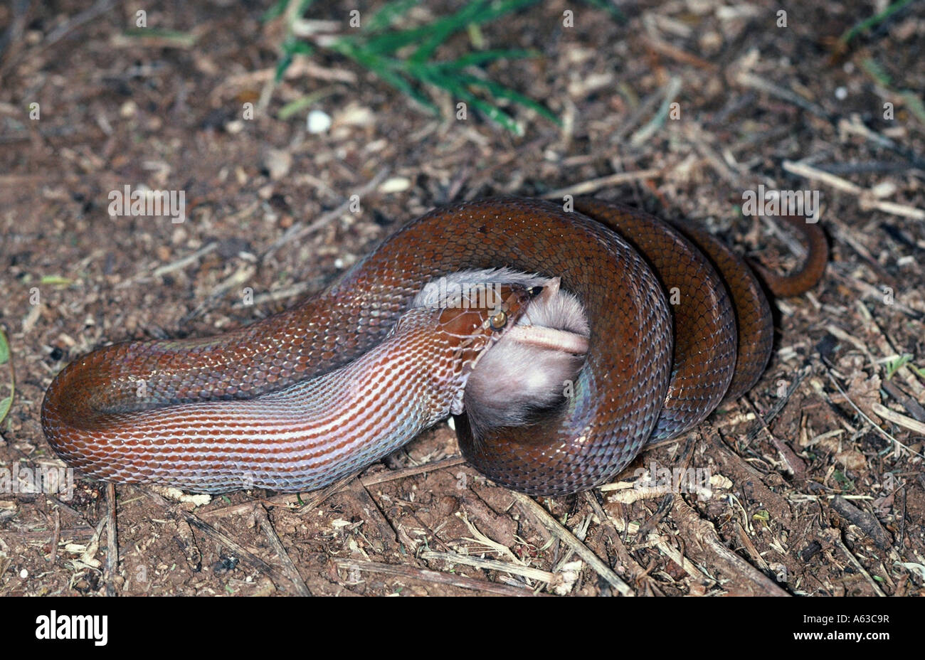 Casa marrone Snake Lamprophis fuliginosus Foto Stock