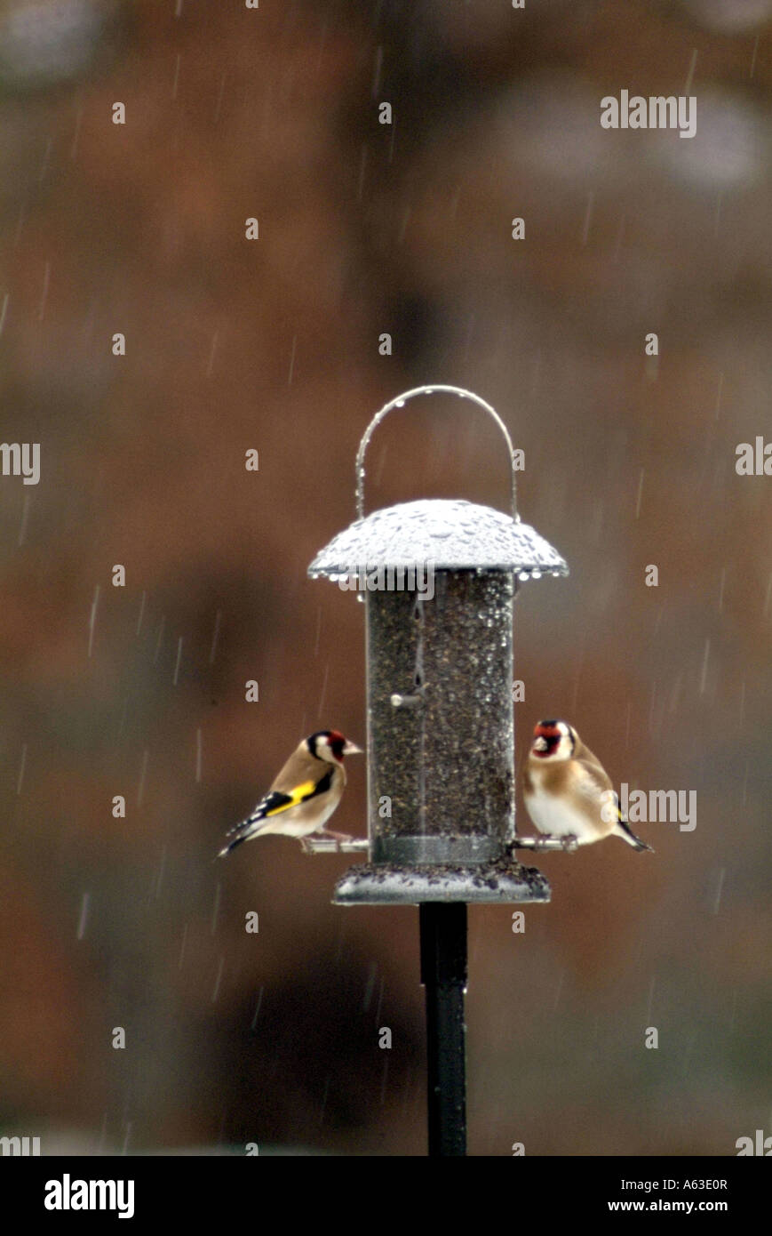 Alimentazione cardellini su giardino alimentatore carduelis carduelis Foto Stock
