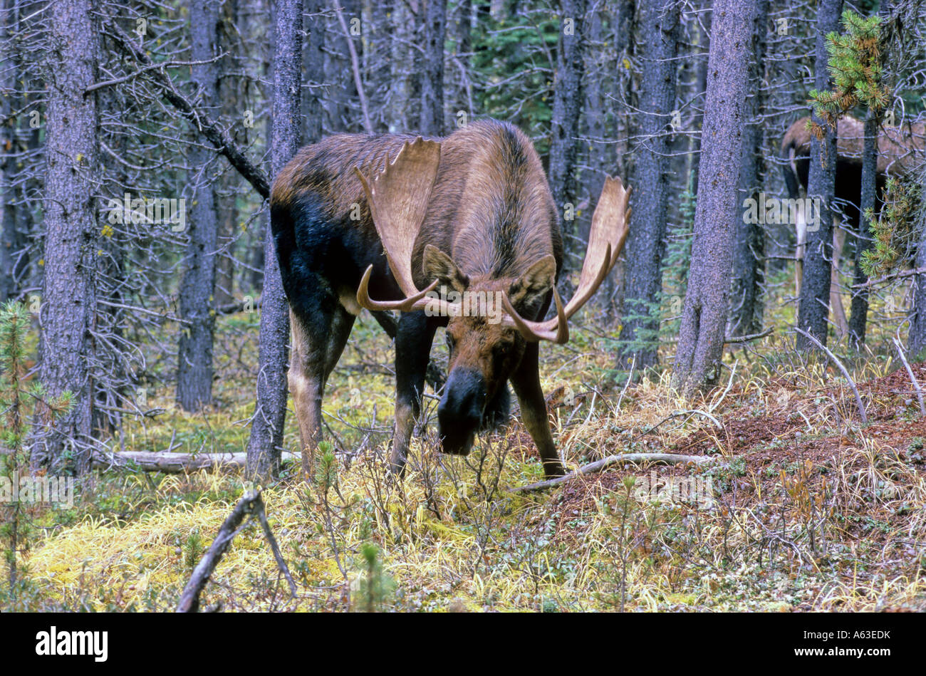 Una Bull Moose tra alcuni lodge pole pineta Foto Stock