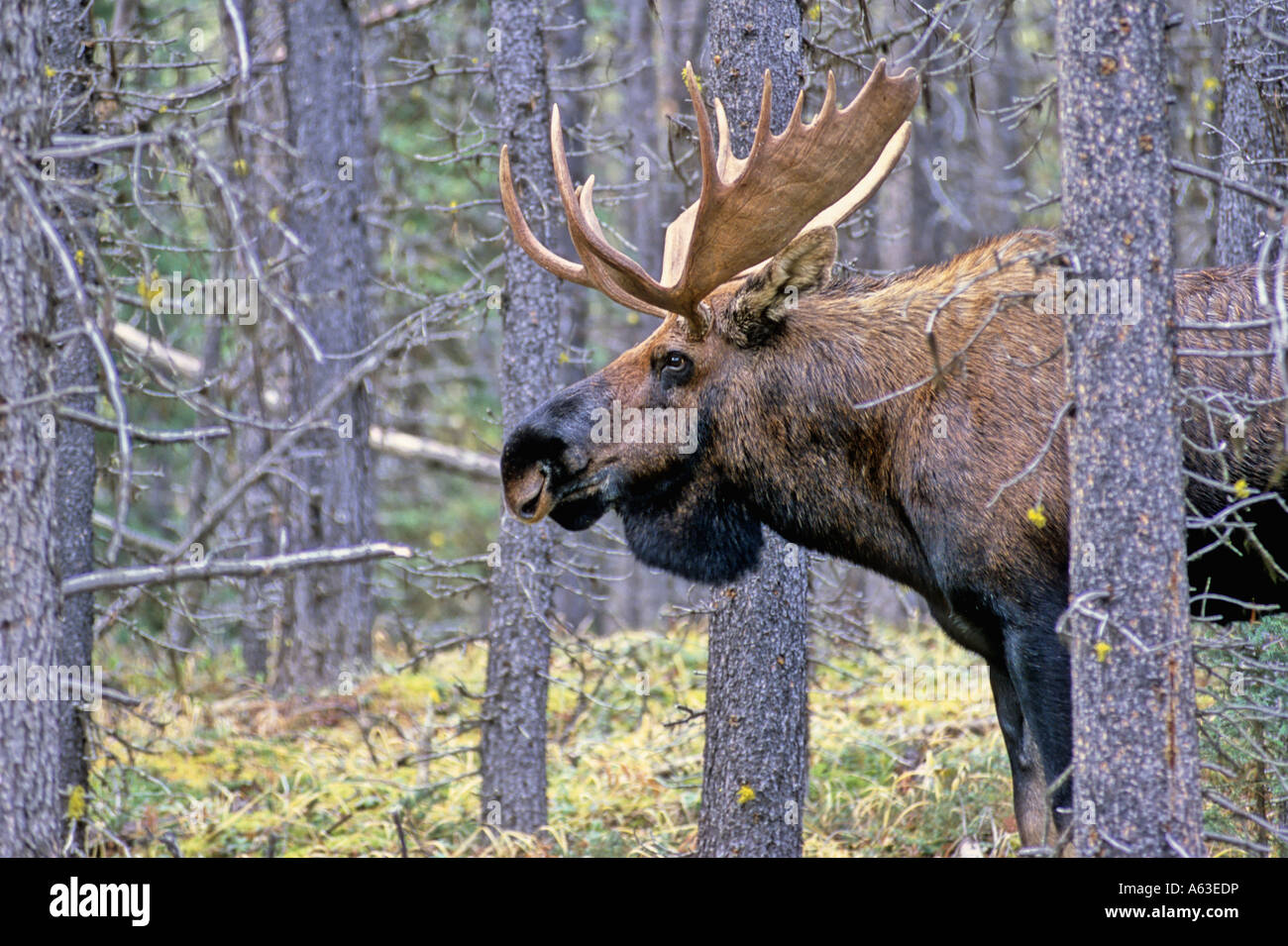 Un toro alci in lodgepole pine trees. Foto Stock