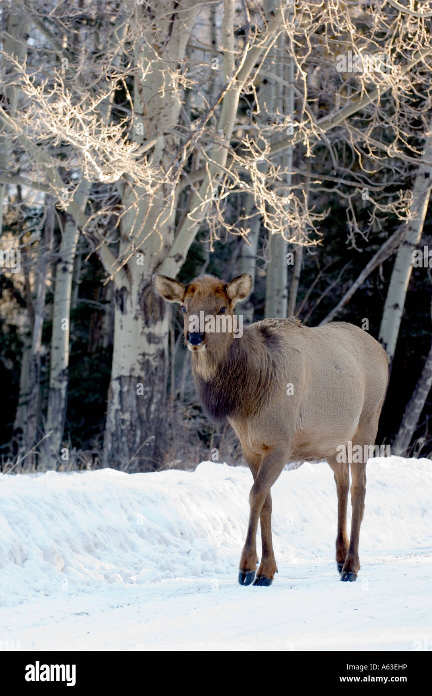 Cow Elk sulla strada Foto Stock
