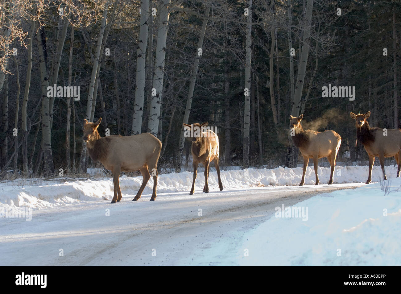 Quattro elk a camminare su una strada rurale. Foto Stock
