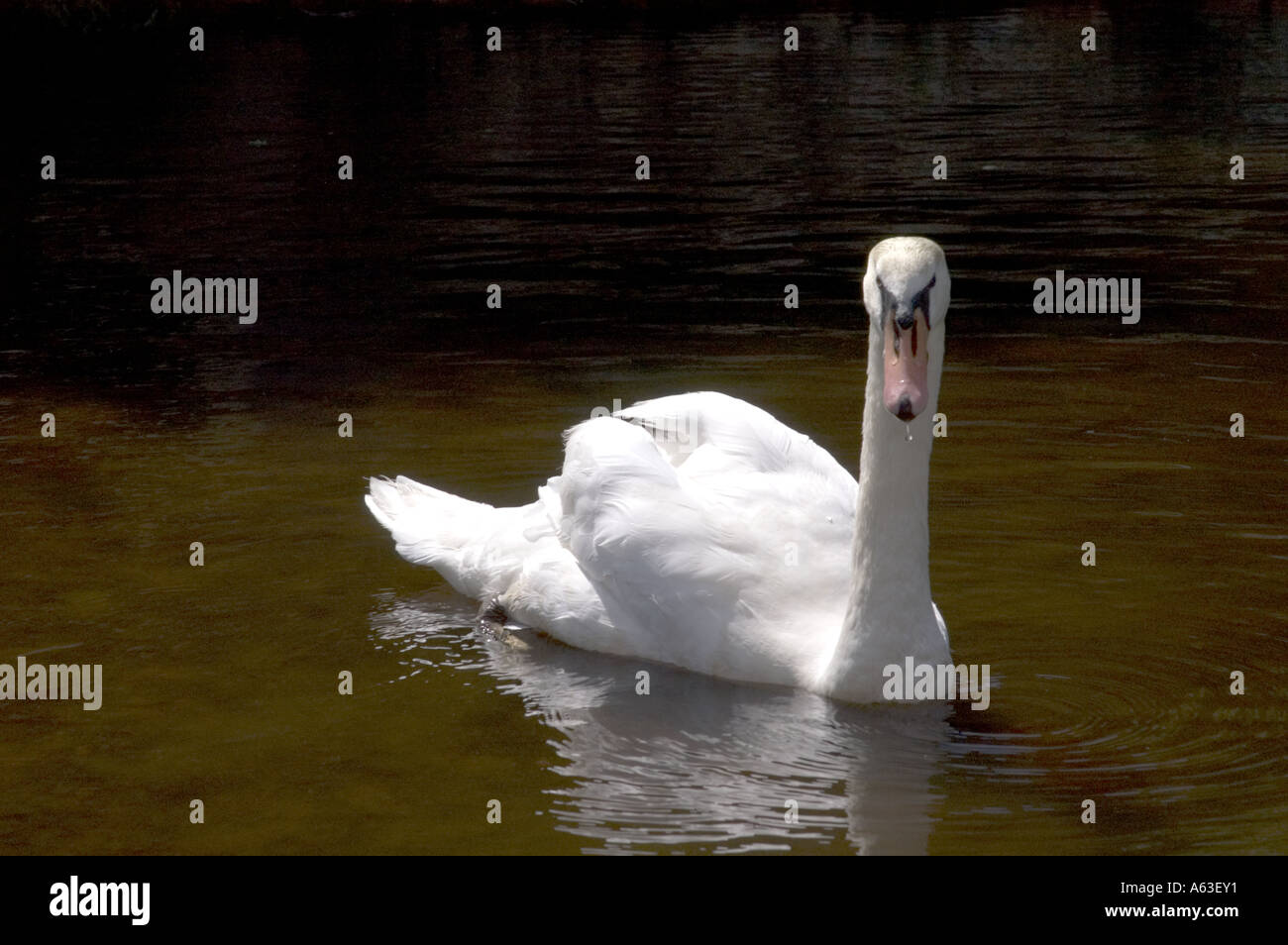 Il White Swan Foto Stock