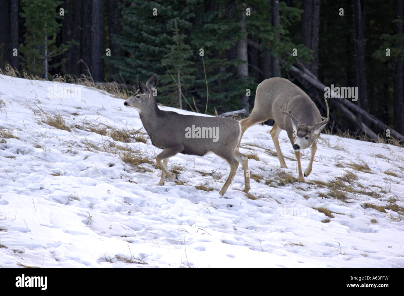 Mule Deer 102 Foto Stock