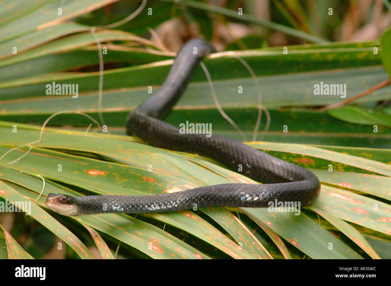 Southern Black Racer Coluber constrictor in palm Foto Stock