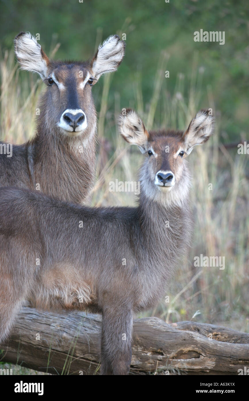 Waterbuck femminile e i giovani a Madikwe Game Reserve in Sud Africa Foto Stock