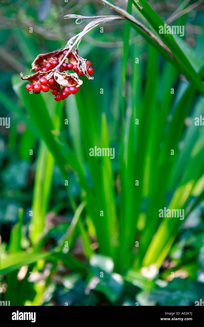 Puzzolente Iris Iris foetidissima Foto Stock