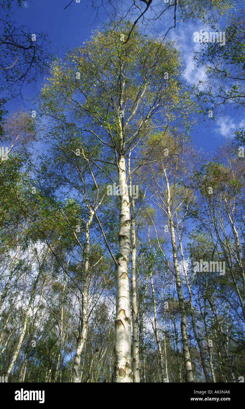 Argento di foresta di legno di betulla Betula pendula alberi al vento Scotland Regno Unito Foto Stock