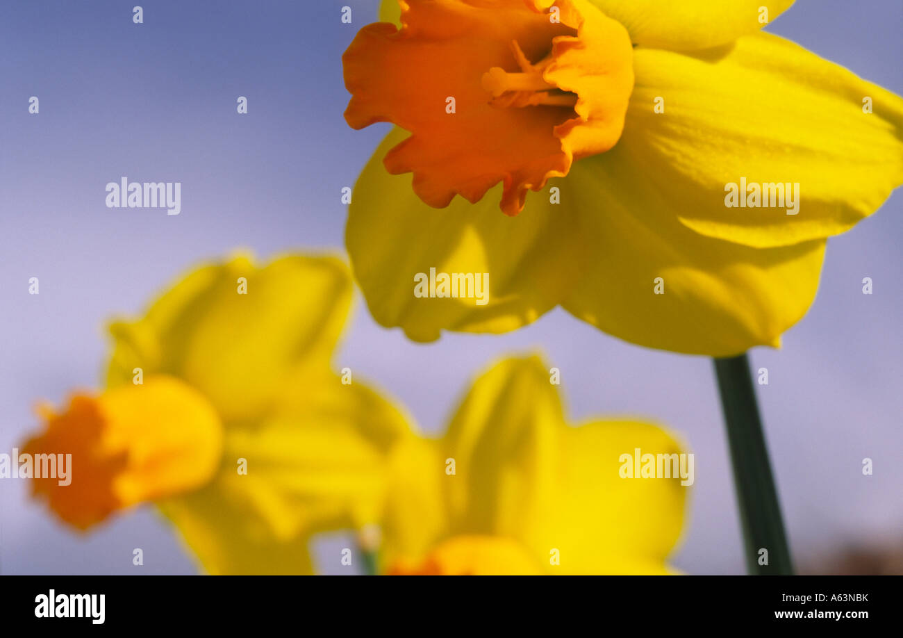 Fiori stagionali colore molla nel giardino narcisi Narcissus Jetfire contro un cielo blu Scozia UK Foto Stock
